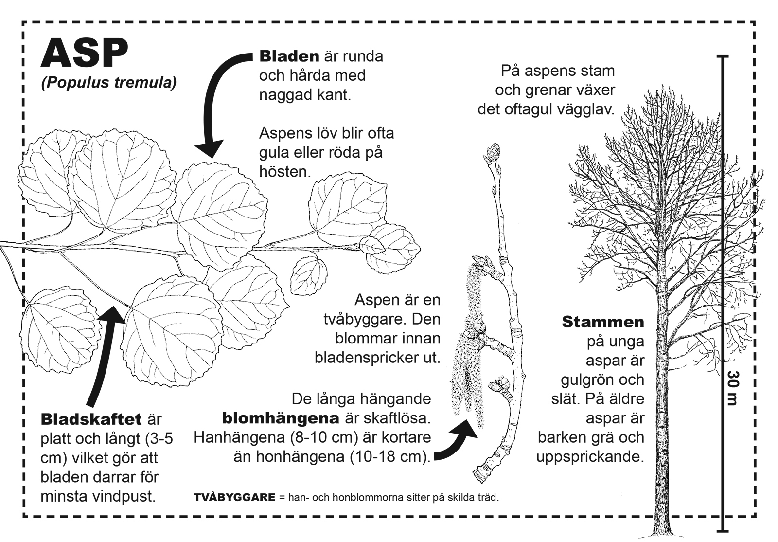 A5-kokoiset tehtäväkortit esittelevät hyvin selkeiden kuvien ja tekstin avulla Suomen yleisimpiä puulajeja: tunnistusvinkit ja muuta biologista tietoa, puulajin käyttökohteita sekä...