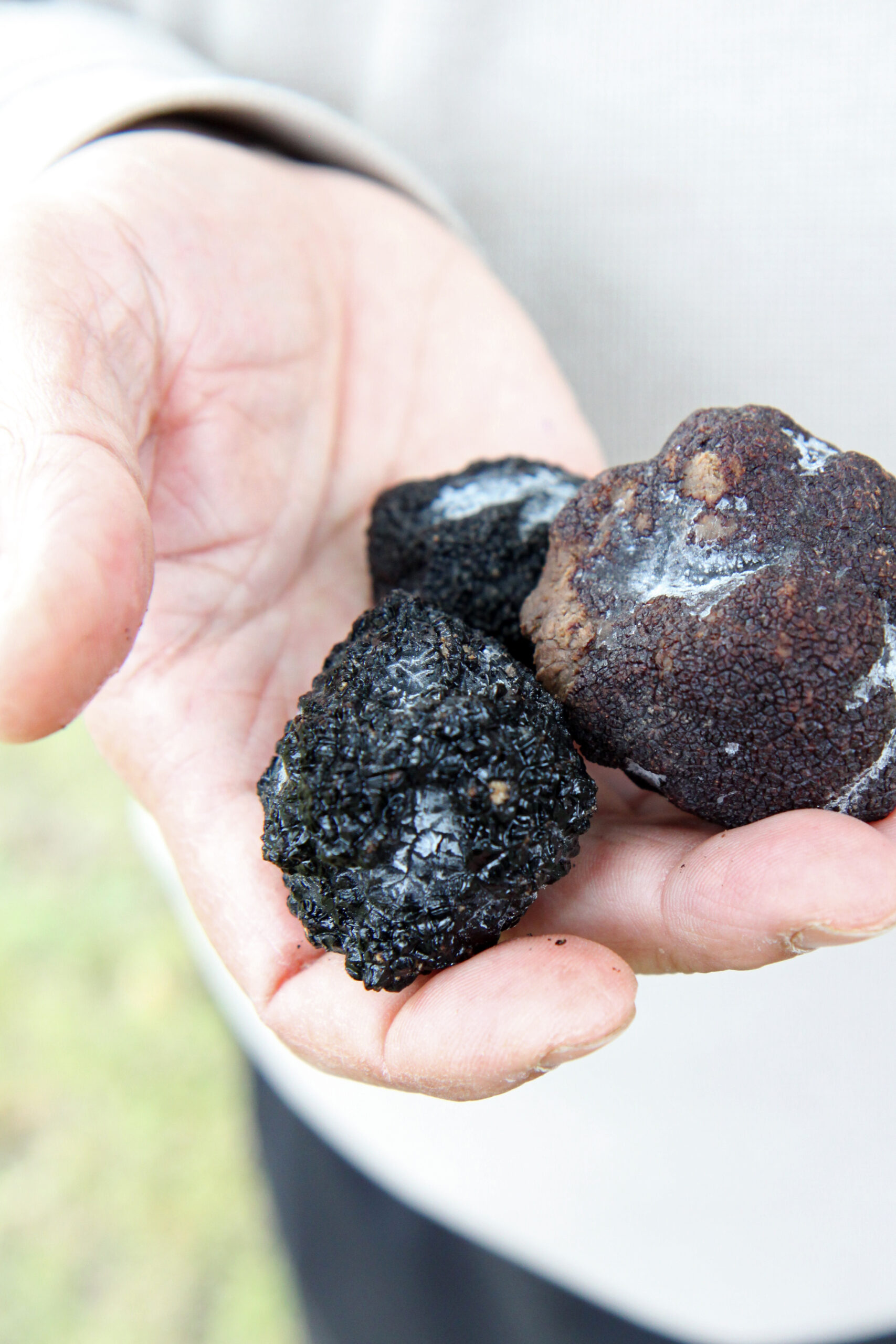 The Juva Truffle Center cultivates summer truffles, also called black diamonds. Photo: Anna Kauppi