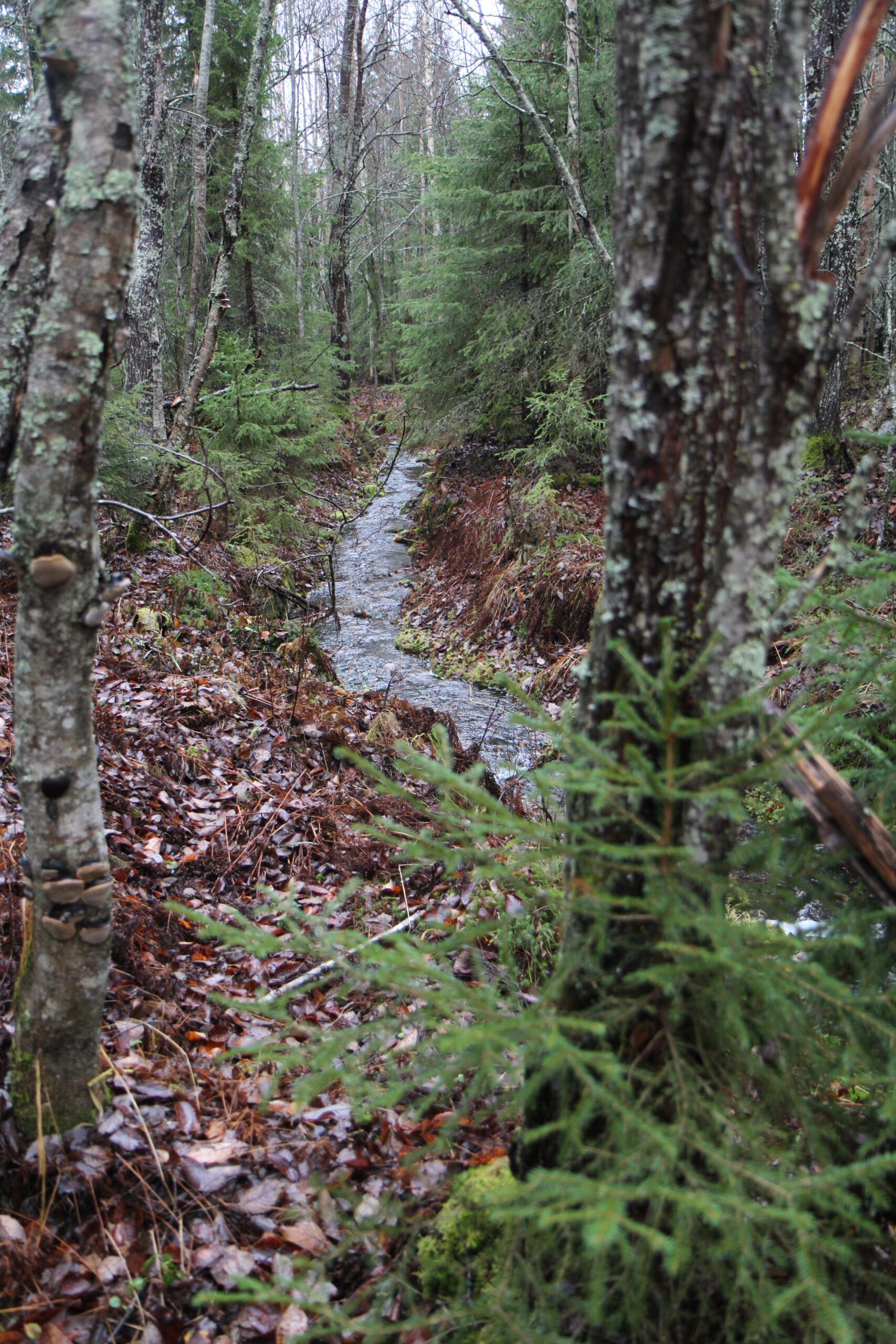 Ei-luonnontilainen puro sertifioidussa metsässä. Sertifiointi ei aseta vaatimuksia ei-luonnontilaisten purojen hoidolle, mutta puroympäristö on luonnollinen paikka esimerkiksi säästöpuille. Kuva: Krista Kimmo