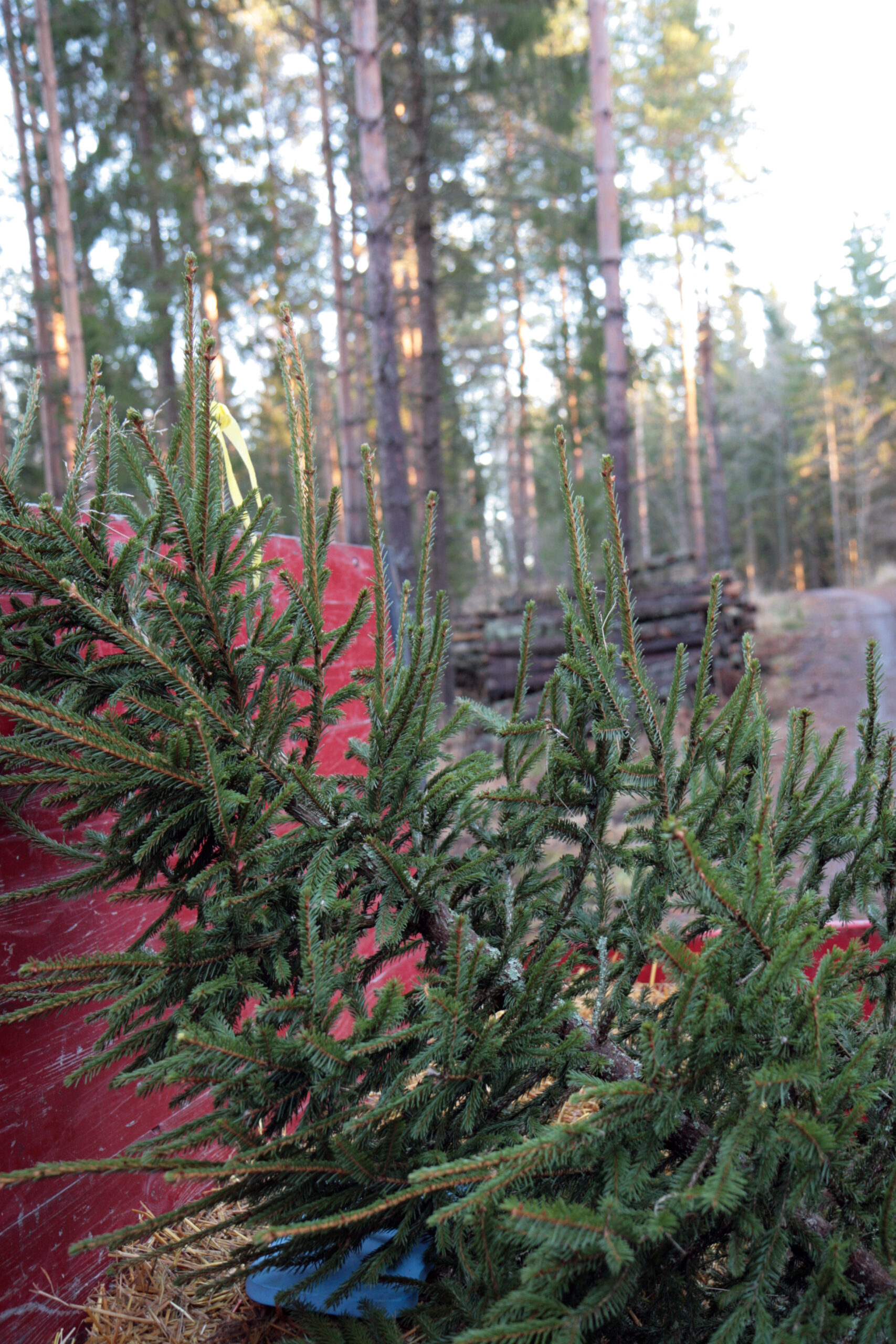 Joulukuusen haku Fiskarsissa neljäntenä adventtina 2015. Kuva: Anna Kauppi
