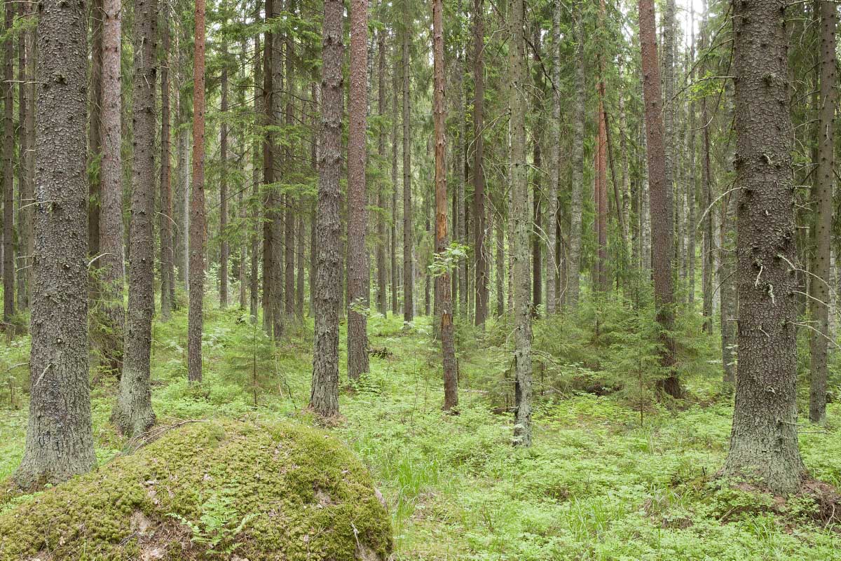 Gene reserve forests in Lapinjärvi. Photo: Erkki Oksanen, Luke