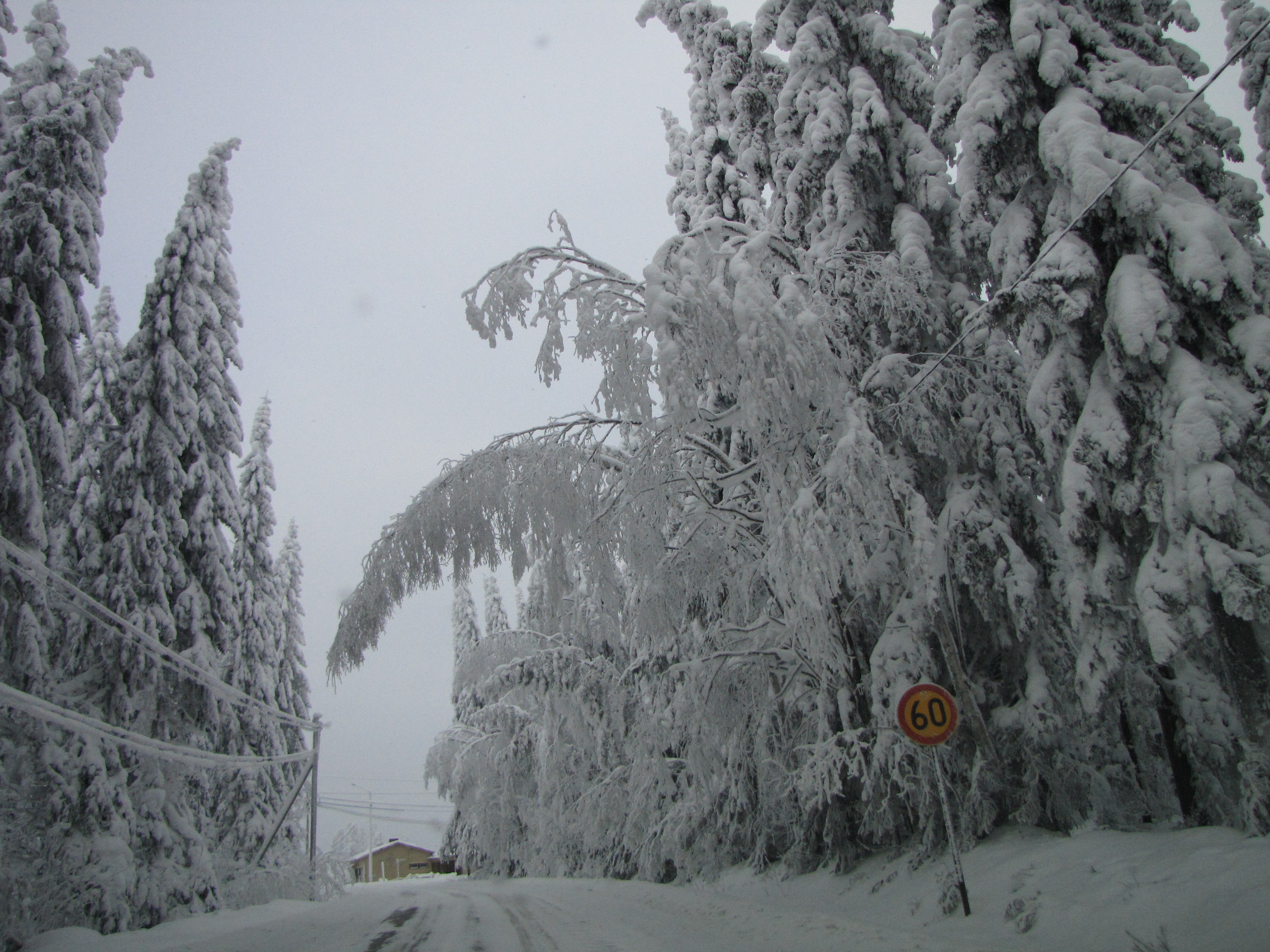 Lumen taivuttamia puita maantien yllä. Kuva: Elenia
