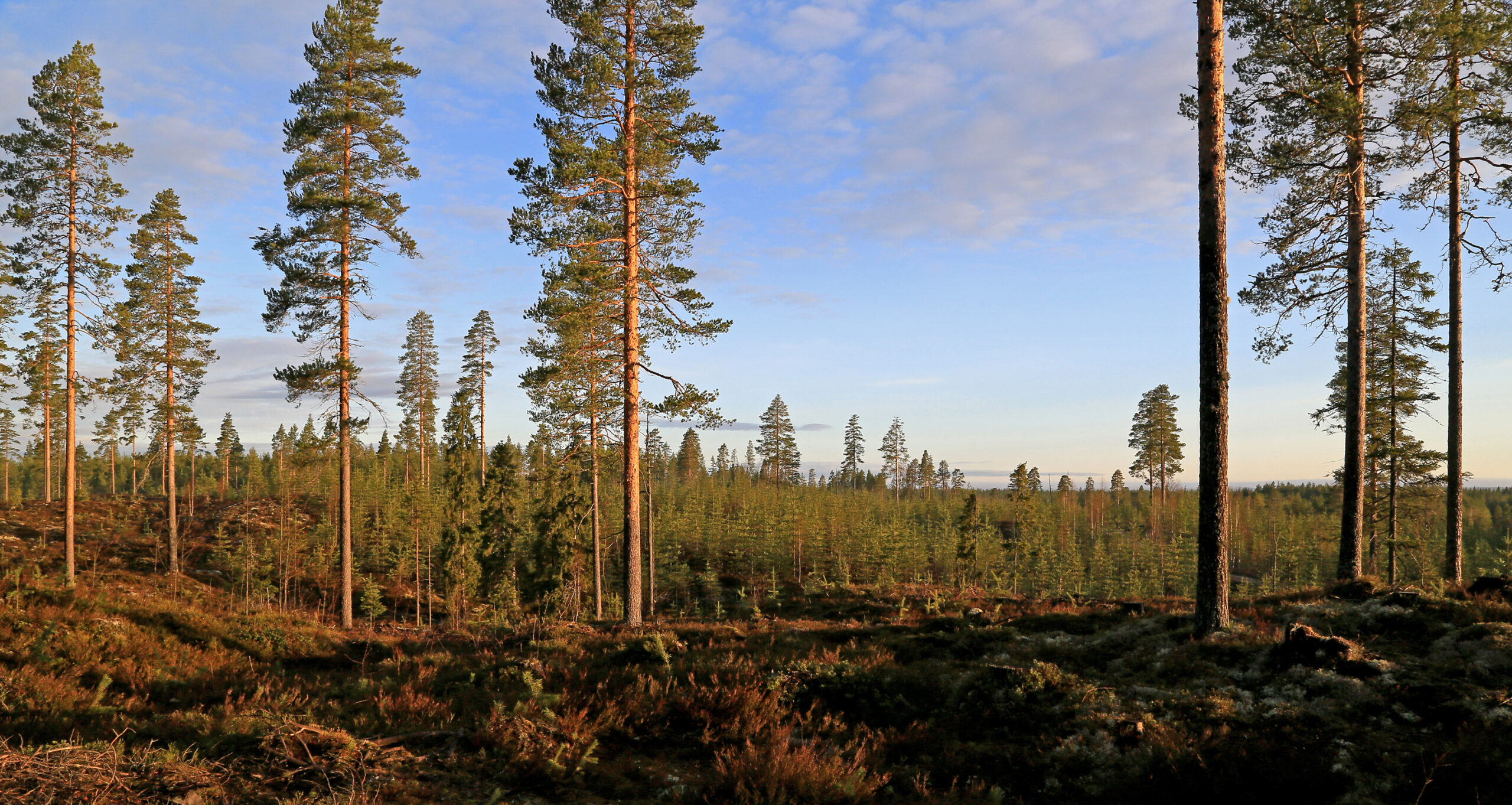 Sometimes a healthy planted site is considered even more beautiful than spruce stands ripe for regeneration. Photo: Harri Silvennoinen