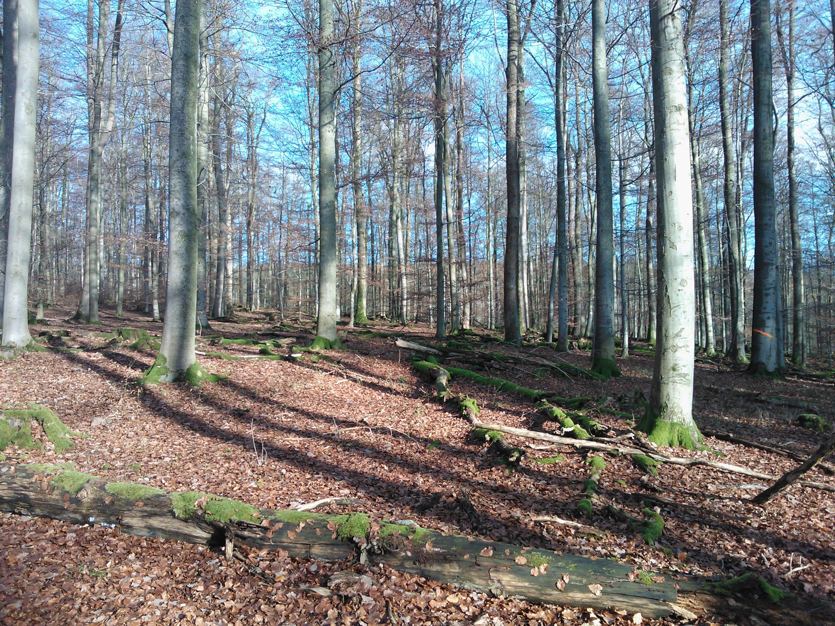 Saksan vanhat pyökkimetsät tarjoavat monenlaisia ekosysteemipalveluita, kuiten puutavaraa ja virkistystä. Kuva: Kai Lintunen