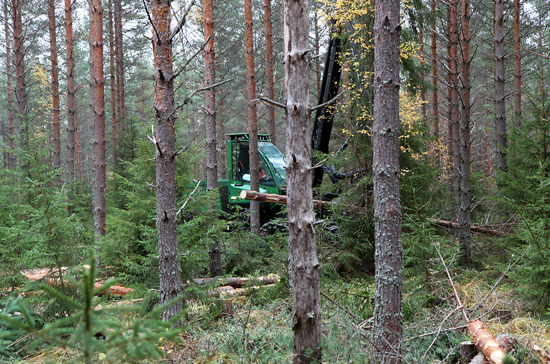 Changing even-aged forest to uneven-aged by means of logging. The project may be sensible if there is undergrowth in the forest, but in all cases the change takes a long time, sometimes decades. Photo: Krista Kimmo