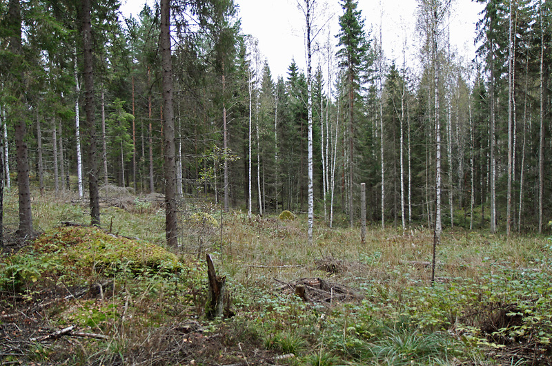 Small-diameter logging area from Erika research project in Vesijako, Padasjoki. Photo: Krista Kimmo