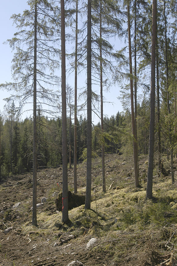 Metsätalouden keinoista säästöpuiden ja erityisesti suurten haapojen jättäminen on ollut hyödyllistä monimuotoisuudelle. Kuva: Saku Ruusila