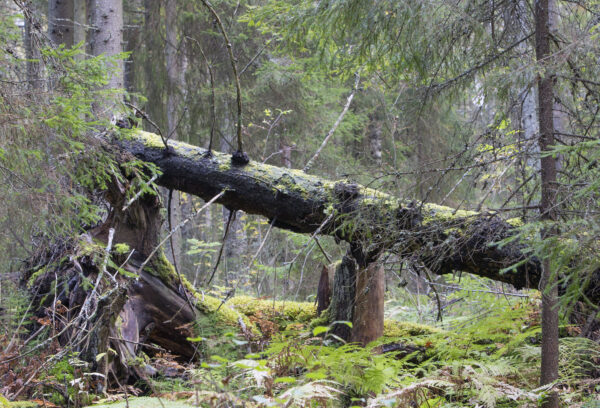 Kaatunut, sammaleinen puunrunko vanhassa metsässä. Kuva: Erkki Oksanen