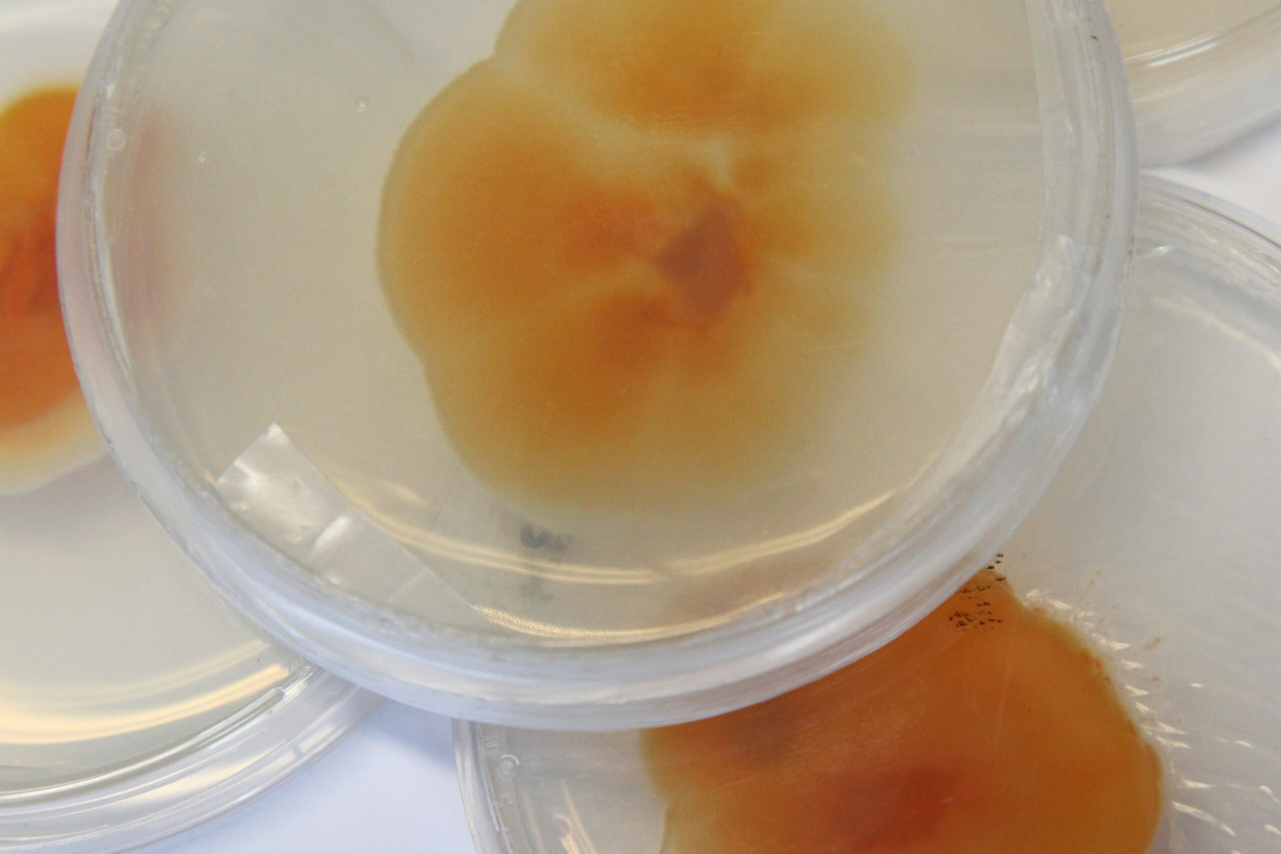 Cultivation of chanterelles taking great strides Finnish Forest