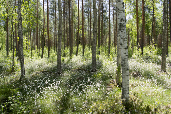 Monimuotoisuus ja luonnonhoito