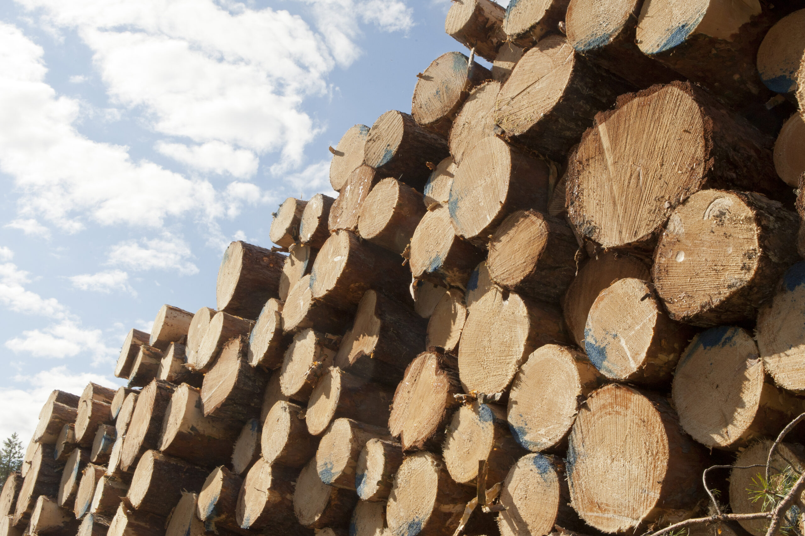 100 hectares are enough for profitable Jointly Owned Forest - Finnish ...