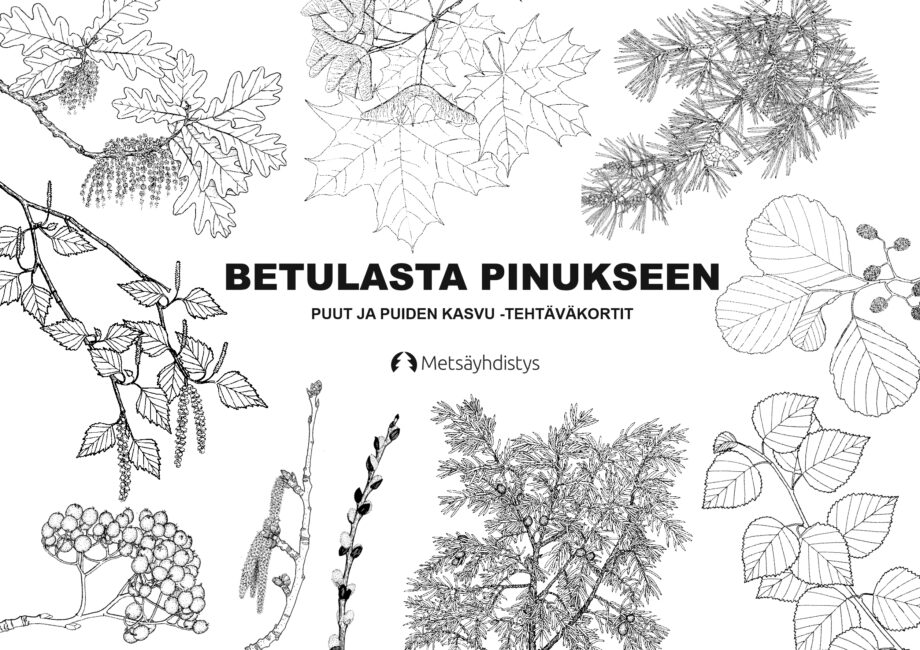 betulasta pinukseen puulajikortit kansi