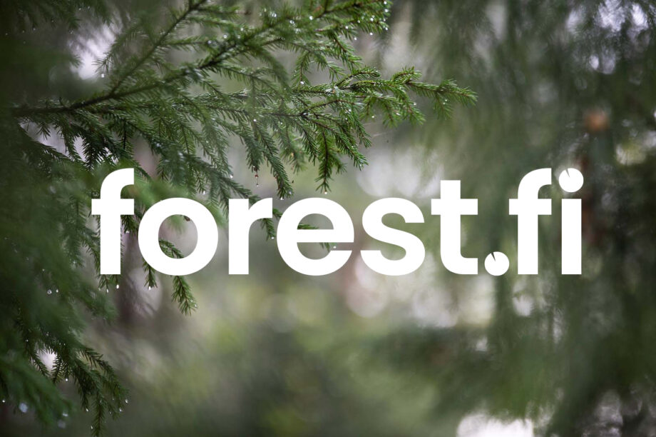 Sateinen kuusenoksa ja forest.fi logo