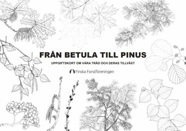 Från Betula till Pinus – Uppgiftskort om våra träd och deras tillväxt