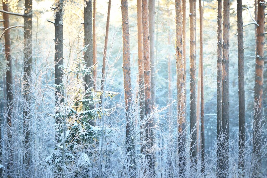 Valoisa metsä. Kuva: Shutterstock