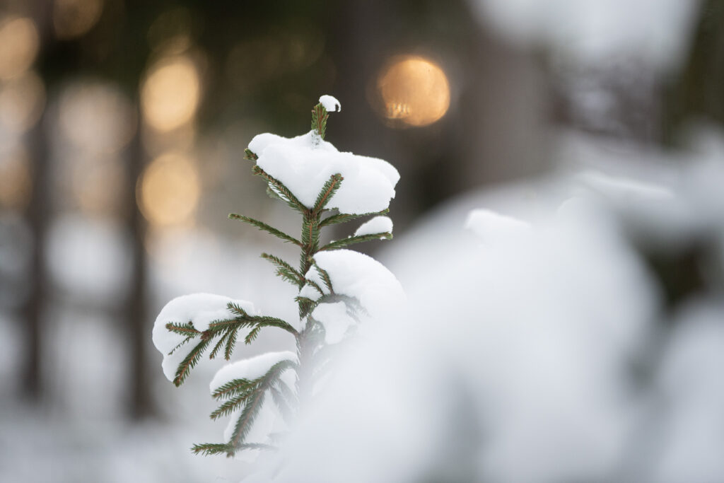 Pieni luminen kuusi. Kuva: Vilma Issakainen