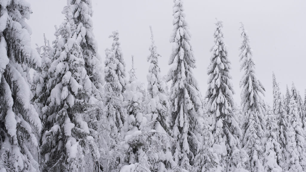 Päättäjien Metsäakatemian suunnittelu on jo talvella hyvässä vauhdissa.